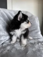 Scorpio, a male Pomsky for sale in Homeland, CA – Photo 8 of 9