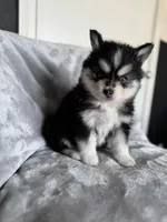 Scorpio, a male Pomsky for sale in Homeland, CA – Photo 9 of 9