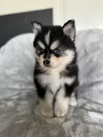 Scorpio, a male Pomsky for sale in Homeland, CA – Photo 7 of 9