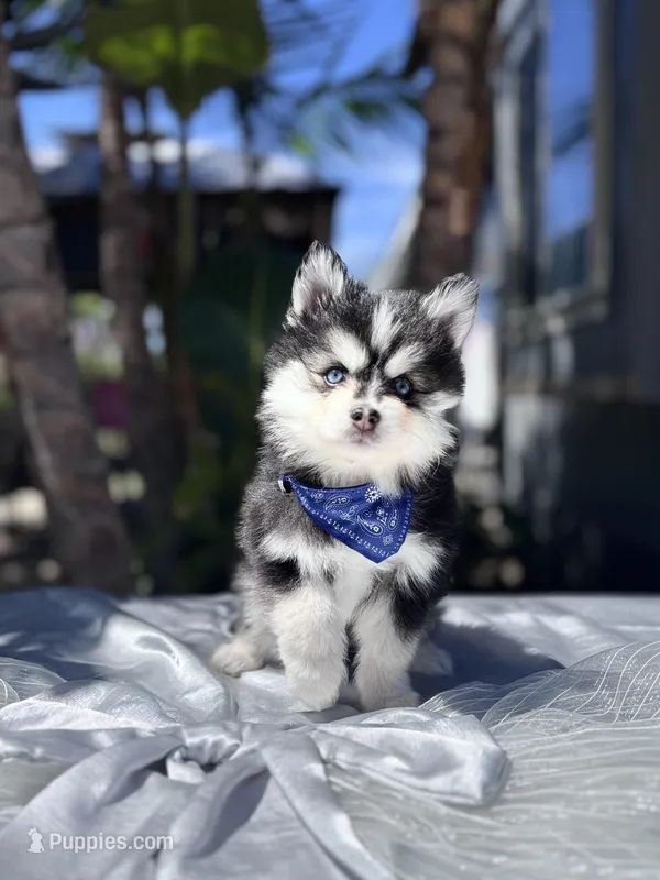 Scorpio – Pomsky puppy for sale in Homeland, CA