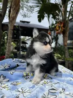 Scorpio, a male Pomsky for sale in Homeland, CA – Photo 5 of 9