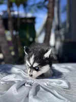Scorpio, a male Pomsky for sale in Homeland, CA – Photo 2 of 10