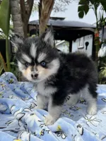 Scorpio, a male Pomsky for sale in Homeland, CA – Photo 3 of 9