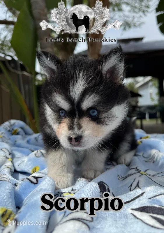 Scorpio – Pomsky puppy for sale in Homeland, CA