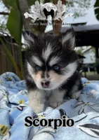 Scorpio, a male Pomsky for sale in Homeland, CA – Photo 1 of 9