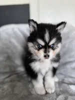 Scorpio, a male Pomsky for sale in Homeland, CA – Photo 6 of 9