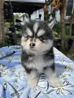 Scorpio, a male Pomsky for sale in Homeland, CA – Photo 4 of 9