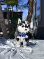 Scorpio, a male Pomsky for sale in Homeland, CA – Photo 3 of 10