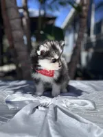 Leo, a male Pomsky for sale in Homeland, CA – Photo 2 of 10