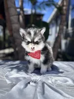 Leo, a male Pomsky for sale in Homeland, CA – Photo 3 of 10