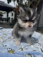 Leo, a male Pomsky for sale in Homeland, CA – Photo 2 of 9