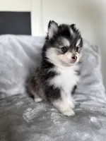 Leo, a male Pomsky for sale in Homeland, CA – Photo 9 of 9