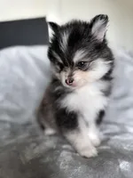 Leo, a male Pomsky for sale in Homeland, CA – Photo 8 of 9