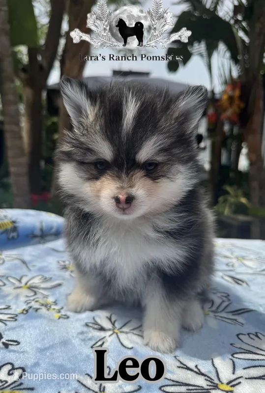 Leo – Pomsky puppy for sale in Homeland, CA