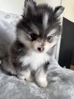 Leo, a male Pomsky for sale in Homeland, CA – Photo 5 of 9