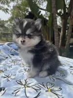 Leo, a male Pomsky for sale in Homeland, CA – Photo 4 of 9