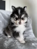 Leo, a male Pomsky for sale in Homeland, CA – Photo 7 of 9