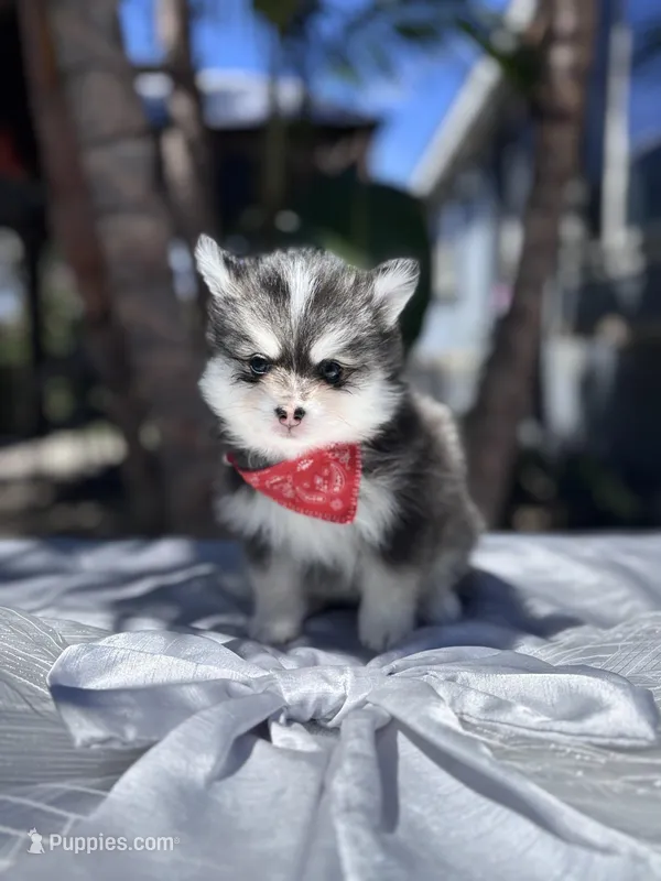 Leo – Pomsky puppy for sale in Homeland, CA