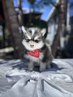 Leo, a male Pomsky for sale in Homeland, CA – Photo 1 of 10