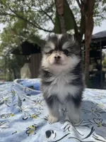 Leo, a male Pomsky for sale in Homeland, CA – Photo 3 of 9