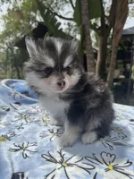 Leo, a male Pomsky for sale in Homeland, CA – Photo 6 of 9