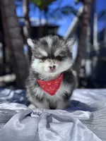 Leo, a male Pomsky for sale in Homeland, CA – Photo 4 of 10