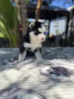 Mercury, a male Pomsky for sale in Homeland, CA – 9 of 9