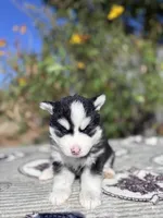 Eclipse, a female Pomsky for sale in Homeland, CA – 7 of 9