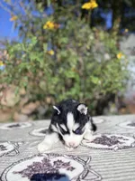 Eclipse, a female Pomsky for sale in Homeland, CA – 4 of 9