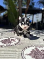 Solar, a male Pomsky for sale in Homeland, CA – 4 of 9