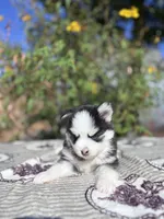 Percy, a female Pomsky for sale in Homeland, CA – 5 of 9