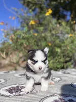 Percy, a female Pomsky for sale in Homeland, CA – 8 of 9