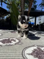 Solar, a male Pomsky for sale in Homeland, CA – 5 of 9
