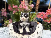 Solar, a male Pomsky for sale in Homeland, CA – 3 of 9