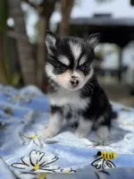 Gemini, a female Pomsky for sale in Homeland, CA – Photo 2 of 9