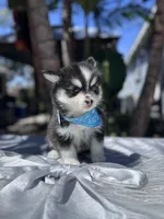 Gemini, a female Pomsky for sale in Homeland, CA – Photo 2 of 9