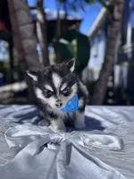 Gemini, a female Pomsky for sale in Homeland, CA – Photo 4 of 9