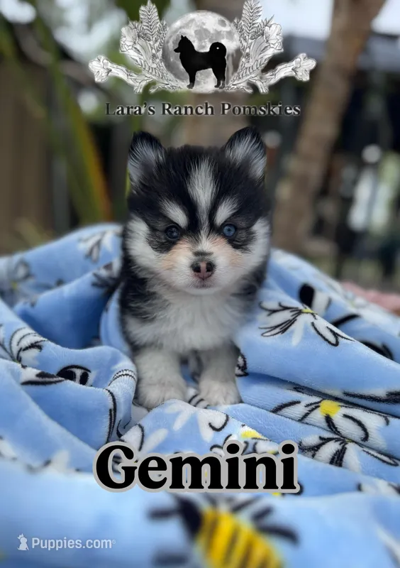 Gemini – Pomsky puppy for sale in Homeland, CA
