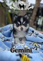 Gemini, a female Pomsky for sale in Homeland, CA – Photo 1 of 9