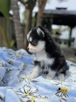Gemini, a female Pomsky for sale in Homeland, CA – Photo 4 of 9