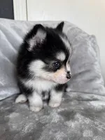 Gemini, a female Pomsky for sale in Homeland, CA – Photo 8 of 9