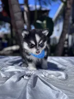 Gemini, a female Pomsky for sale in Homeland, CA – Photo 3 of 9