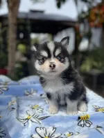 Gemini, a female Pomsky for sale in Homeland, CA – Photo 5 of 9