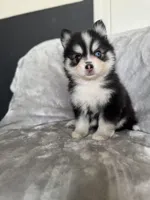 Gemini, a female Pomsky for sale in Homeland, CA – Photo 7 of 9