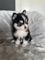 Gemini, a female Pomsky for sale in Homeland, CA – Photo 6 of 9