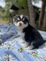 Gemini, a female Pomsky for sale in Homeland, CA – Photo 3 of 9