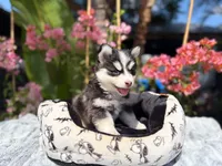 Moon, a female Pomsky for sale in Homeland, CA – 8 of 9