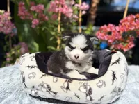 Percy, a female Pomsky for sale in Homeland, CA – 3 of 9