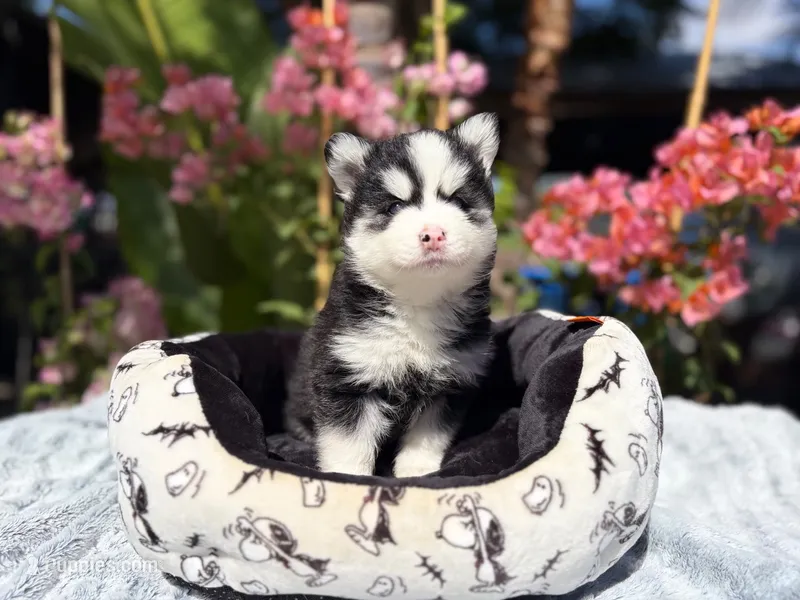 Eclipse – Pomsky puppy for sale in Homeland, CA