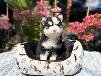 Eclipse, a female Pomsky for sale in Homeland, CA – 1 of 9